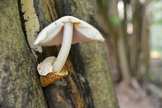 volvariella bombycina mushroom