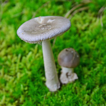 amanita vaginata mushroom