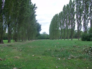 parco di Cormor, Udine, pioppi