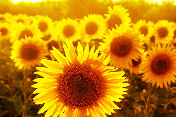 Obraz premium Field of sunflowers at sunset.