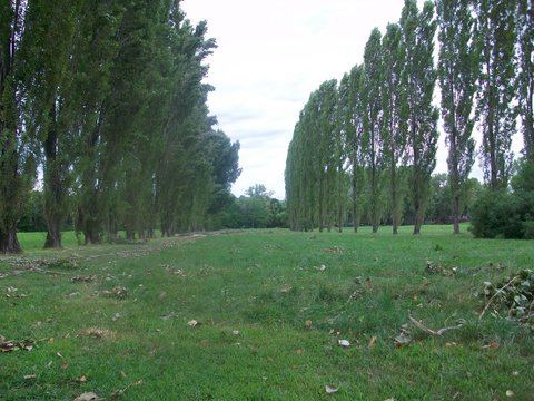 parco di Cormor, Udine, pioppi