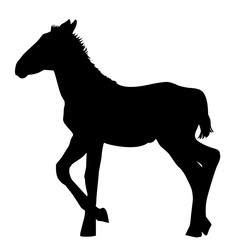 Obraz premium Foal silhouette on white background
