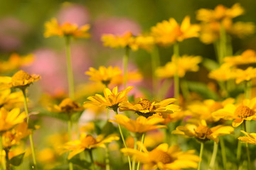Fototapeta premium Gelbe Sommerblumen
