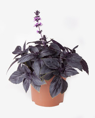 Basil purple in a pot