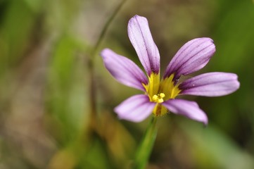 Fototapeta premium ニワゼキショウ