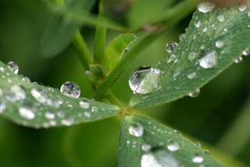 Regentropfen auf Kleebl&auml;tter, nach Regenschauer
