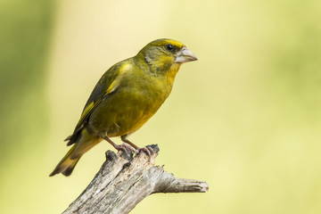 Greenfinch
