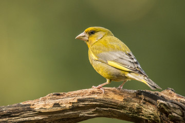 Obraz premium Greenfinch