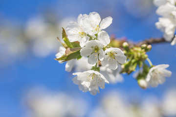 Branch of a blossoming tree with white flowers