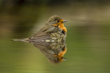Robin