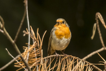 Robin