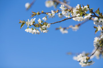 Branch of a blossoming tree with white flowers