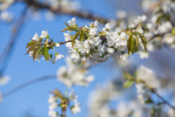 Branch of a blossoming tree with white flowers