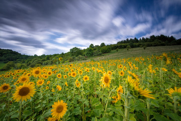 Sonnenblumenfeld am Schalkenmehrener Maar bei Daun in der Eifel