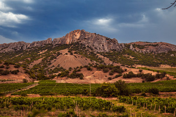 Vineyards at the foot of the Crimean mountains.