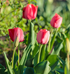 Naklejka premium Colorful tulip flower, Tulip flower and green leaves background with sunlight.
