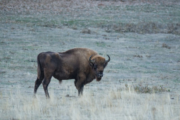 Bison d'Europe
