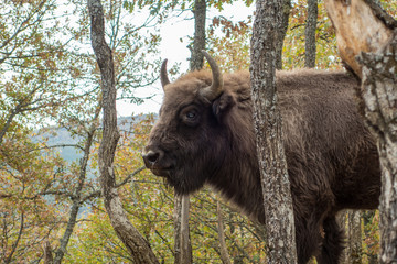 Bison d'Europe