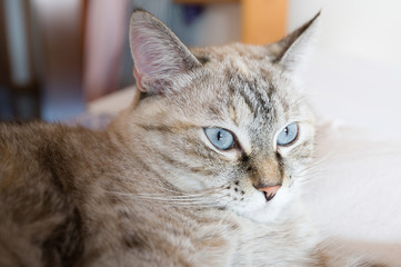 Portrait of tabby cat. European cat.
