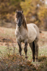 Cheval tarpan