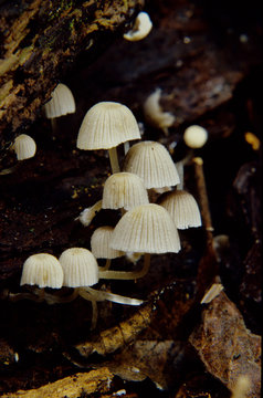 coprinus disseminatus parco frignano modena emilia romagna
