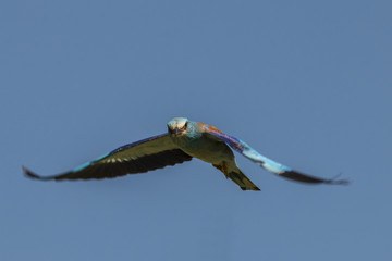 European Roller