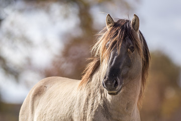 Cheval tarpan © Wildpix imagery
