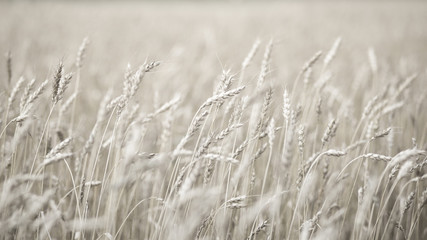 Wheat field. Close-up of wheat field in white colour