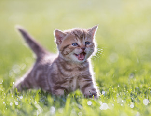 Young funny cat meowing in green grass