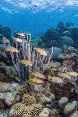 Caribbean coral reef