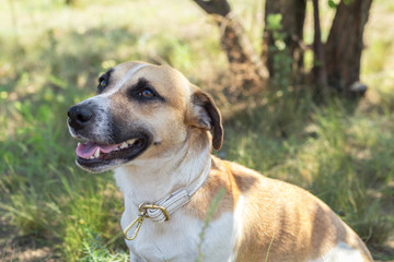 Obraz premium Red dog playing on the summer garden. Sunny day. Shallow depth of field. Toned.