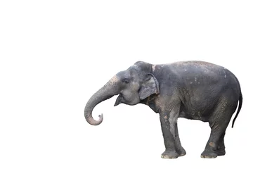 Papier Peint photo Éléphant Young elephant isolated on white background with clipping path side view.