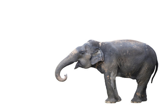 Fototapeta Young elephant isolated on white background with clipping path side view.