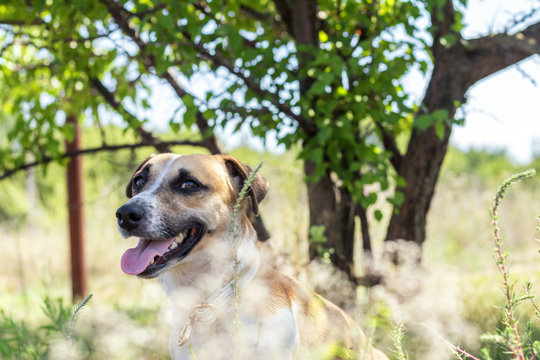 Red dog playing on the summer garden. Sunny day. Shallow depth of field. Toned.