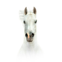 white horse head isolated on white - 167777467