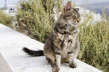 Portrait of a Cat