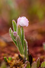 A beautiful bog rosemary growing in the marsh in morning dew. A beautiful closeup of a andromeda flower.