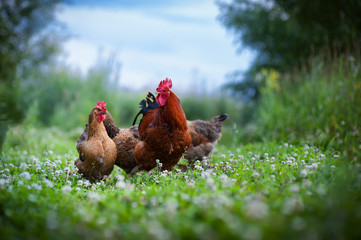Beautiful colorful cockerel and chicken © antonivano