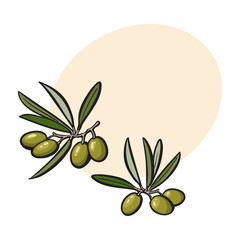 Olives sketch style vector illustration on white background. Realistic hand drawing of olives with space for text.