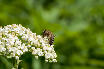 the bee collects pollen from a flower
