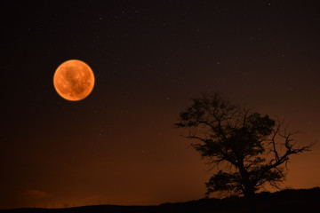 Fototapeta na wymiar Silueta de árbol con luna llena rojiza
