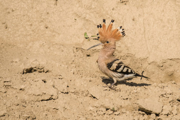 Hoopoe