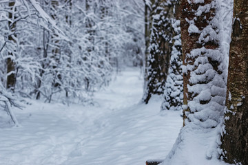 winter forest covered snow
