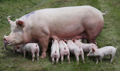 Breast feeding piglets on animal farm on the meadow