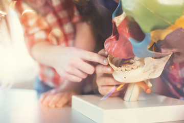 Curious pupils counting details in model of skull