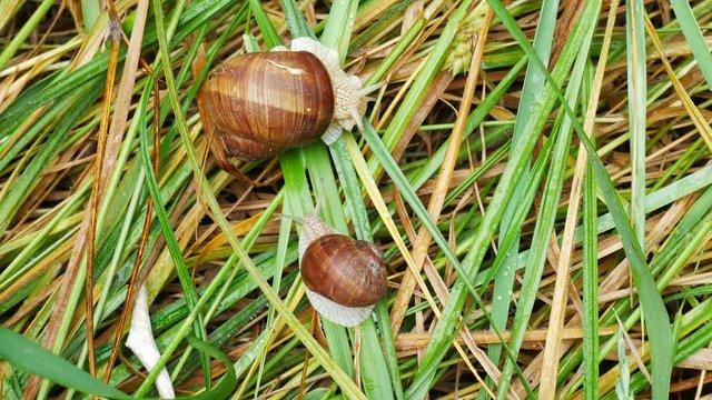 Snail on the grass