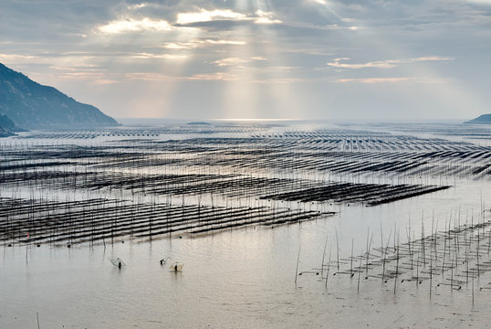 Sun rays over rows of traditional fishing poles, Xiapu, Fujian, China
