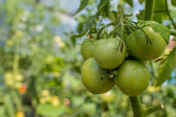 Ripe green tomatoes