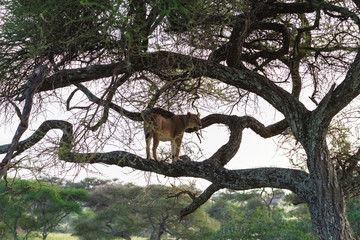 Lioness on the large tree. Tanzania, Africa