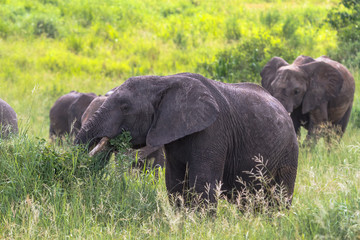 Naklejka na ściany i meble Portrait of elephants group. Tarangire, Tanzania